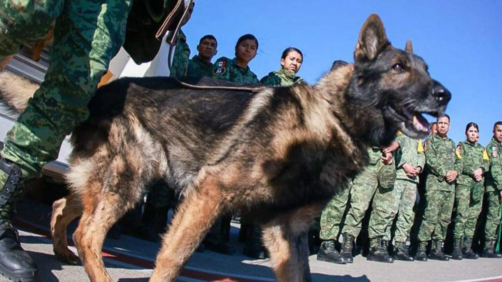 El pasado domingo la SEDENA dio a conocer el fallecimiento de Proteo, uno de los ejemplares caninos que viajó a Turquía para cumplir con labores de rescate